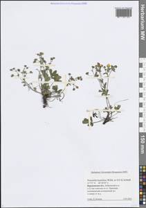 Лапчатка распростертая Willd. ex D.F.K.Schltdl., Восточная Европа, Центральный лесостепной район (E6) (Россия)