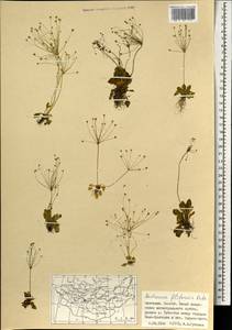 Проломник нитевидный Retz., Монголия (MONG) (Монголия)