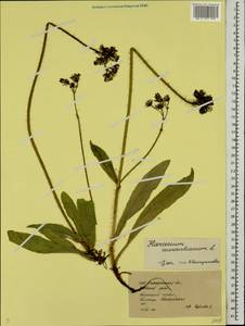 Pilosella aurantiaca subsp. aurantiaca, Восточная Европа, Западно-Украинский район (E13) (Украина)