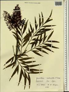 Grevillea robusta A. Cunn. ex R. Br., Африка (AFR) (Сенегал)