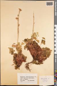 Лапчатка, Средняя Азия и Казахстан, Джунгарский Алатау и Тарбагатай (M5) (Казахстан)