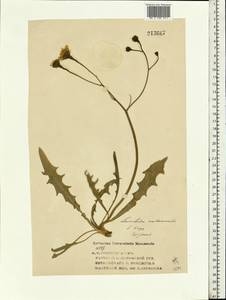 Scorzoneroides autumnalis subsp. autumnalis, Восточная Европа, Волжско-Камский район (E7) (Россия)