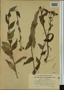 Hieracium lycopifolium Froel., Западная Европа (EUR) (Германия)