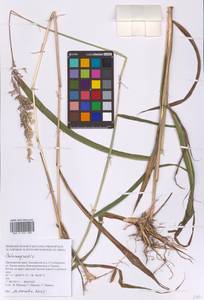 Вейник, Сибирь, Дальний Восток (S6) (Россия)