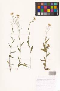 Резуховидка стрелолистная (M.Bieb.) Al-Shehbaz, O'Kane & R.A.Price, Восточная Европа, Ростовская область (E12a) (Россия)