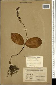 Гнездовка яйцевидная (L.) Bluff & Fingerh., Кавказ, Азербайджан (K6) (Азербайджан)