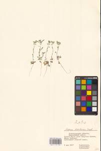 Бурачок туркестанский Regel & Schmalh. ex Regel, Восточная Европа, Нижневолжский район (E9) (Россия)