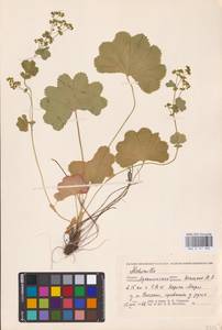 Манжетка, Восточная Европа, Северный район (E1) (Россия)