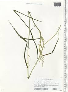 Леерсия рисовидная (L.) Sw., Восточная Европа, Белоруссия (E3a) (Белоруссия)