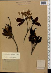 Рододендрон желтый Sweet, Кавказ, Грузия (K4) (Грузия)