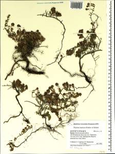Тимьян крымский, Чабрец крымский Klokov & Des.-Shost., Крым (KRYM) (Россия)