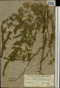 Марь городская (L.) S.Fuentes, Uotila & Borsch, Восточная Европа, Нижневолжский район (E9) (Россия)