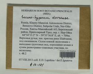 Sciuro-hypnum dovrense (Limpr.) Draper & Hedenäs, Гербарий мохообразных, Мхи - Западная Сибирь (включая Алтай) (B15) (Россия)