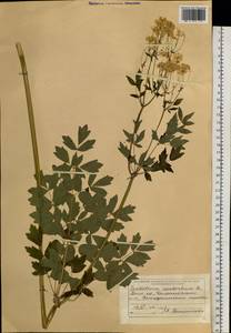 Thalictrum aquilegiifolium subsp. aquilegiifolium, Сибирь, Дальний Восток (S6) (Россия)