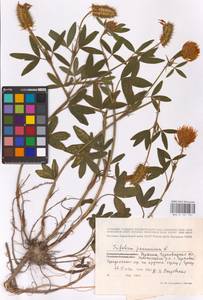 Клевер венгерский Jacq., Восточная Европа, Западно-Украинский район (E13) (Украина)