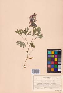 Хохлатка плотная (L.) Clairv., Восточная Европа, Центральный лесостепной район (E6) (Россия)