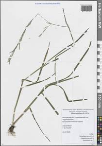 Манник плавающий (L.) R.Br., Восточная Европа, Московская область и Москва (E4a) (Россия)