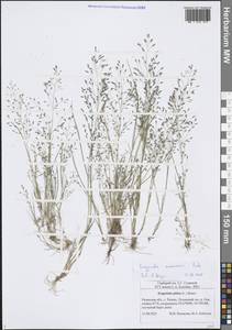 Полевичка амурская Prob., Восточная Европа, Центральный район (E4) (Россия)