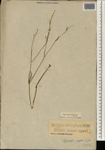 Centella virgata (L. fil.) Drude, Африка (AFR) (ЮАР)