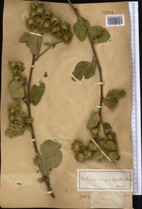 Лопух большой L., Средняя Азия и Казахстан, Джунгарский Алатау и Тарбагатай (M5) (Казахстан)