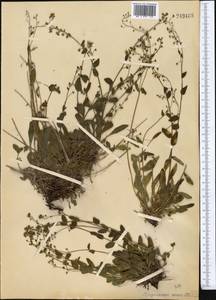 Eritrichium pamiricum B. Fedtsch., Средняя Азия и Казахстан, Памир и Памиро-Алай (M2)