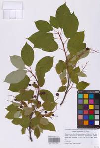 Черемуха виргинская L., Восточная Европа, Московская область и Москва (E4a) (Россия)