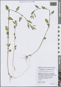 Марь бриониелистная Bunge, Сибирь, Прибайкалье и Забайкалье (S4) (Россия)