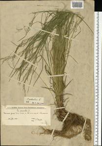 Мятлик дубравный L., Восточная Европа, Нижневолжский район (E9) (Россия)