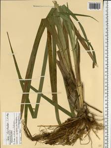 Carex utriculata Boott, Восточная Европа, Центральный лесной район (E5) (Россия)