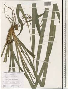 Cyperaceae, Зарубежная Азия (ASIA) (Вьетнам)