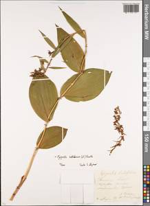 Дремлик широколистный, Дремлик чемерицевый (L.) Crantz, Восточная Европа, Московская область и Москва (E4a) (Россия)