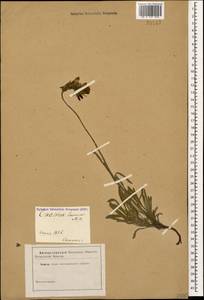 Onosma cinerea Schreb., Кавказ (без точных местонахождений) (K0)