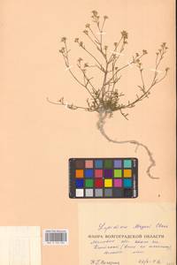 Клоповник лировидный L., Восточная Европа, Нижневолжский район (E9) (Россия)