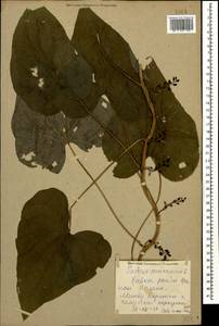 Диоскорея обыкновенная, Тамус обыкновенный (L.) Caddick & Wilkin, Кавказ, Краснодарский край и Адыгея (K1a) (Россия)