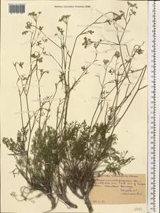 Бедренец известколюбивый Vill., Восточная Европа, Северо-Украинский район (E11) (Украина)