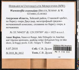 Sarmentypnum exannulatum (Schimp.) Hedenäs, Гербарий мохообразных, Мхи - Дальний Восток (без Чукотки и Камчатки) (B20) (Россия)