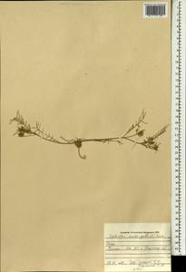 Onobrychis crista-galli (L.)Lam., Зарубежная Азия (ASIA) (Ирак)