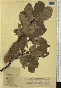 Quercus petraea subsp. polycarpa (Schur) Soó, Западная Европа (EUR) (Румыния)