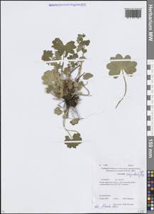 Манжетка цельноосновная Juz., Сибирь, Прибайкалье и Забайкалье (S4) (Россия)