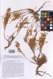 Полынь малоцветковая Weber, Восточная Европа, Восточный район (E10) (Россия)