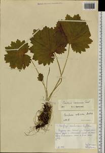 Primula matthioli subsp. sachalinensis (Losinsk.) Kovt., Сибирь, Дальний Восток (S6) (Россия)