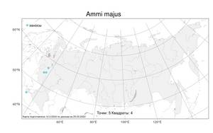 Ammi majus, Амми большой L., Атлас флоры России (FLORUS) (Россия)