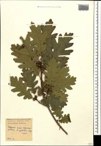 Quercus petraea subsp. polycarpa (Schur) Soó, Кавказ, Дагестан (K2) (Россия)