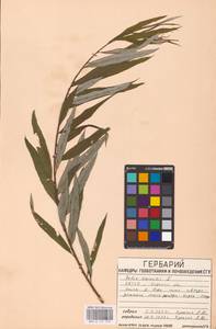 Ива прутовидная, Ива корзиночная L., Восточная Европа, Восточный район (E10) (Россия)