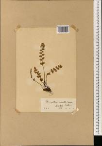Paragymnopteris vestita (Wall. ex C. Presl) K. H. Shing, Зарубежная Азия (ASIA) (КНР)