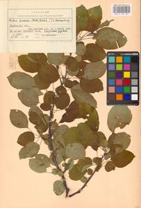 Яблоня лесная Mill., Восточная Европа, Центральный лесостепной район (E6) (Россия)