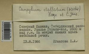 Campylium stellatum (Hedw.) Lange & C.E.O. Jensen, Гербарий мохообразных, Мхи - Северный Кавказ и Предкавказье (B12) (Россия)