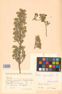 Спирея городчатая, Таволга городчатая L., Восточная Европа, Центральный лесостепной район (E6) (Россия)