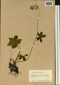 Астранция большая L., Восточная Европа, Западно-Украинский район (E13) (Украина)