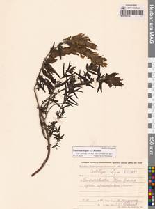 Кастиллея Павлова Rebrist., Сибирь, Чукотка и Камчатка (S7) (Россия)